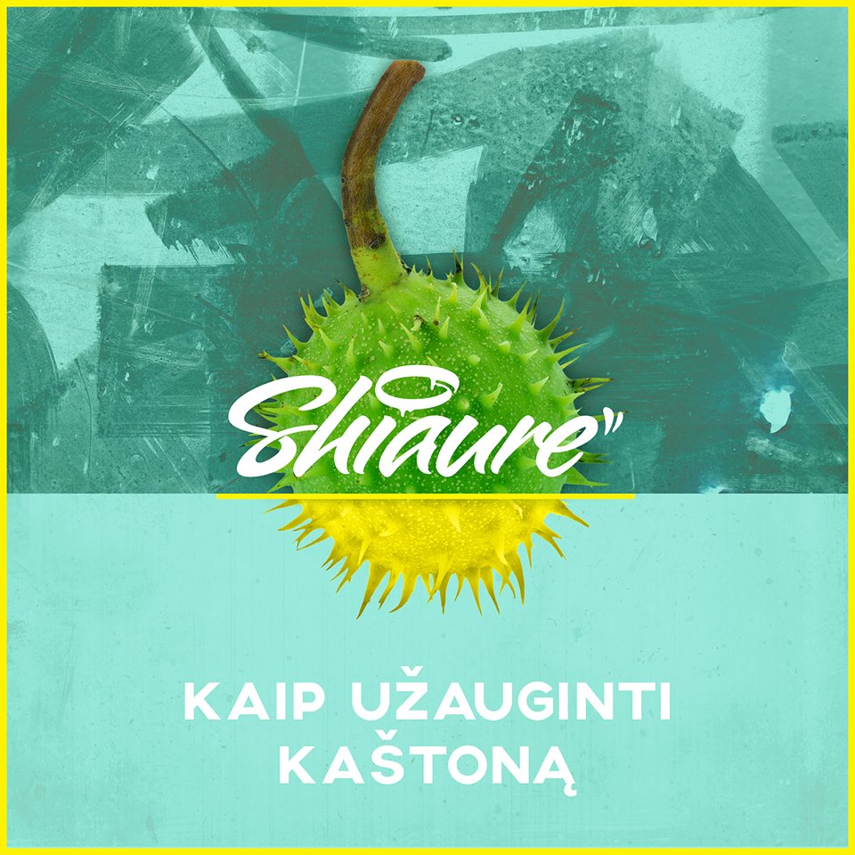 "Shiaurės" sodinukai nuo rajono iki Babilono. Albumas "Kaip užauginti kaštoną" jau viešas